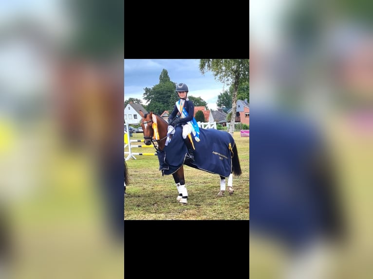 Deutsches Reitpony Wallach 10 Jahre 138 cm Brauner in Hambergen