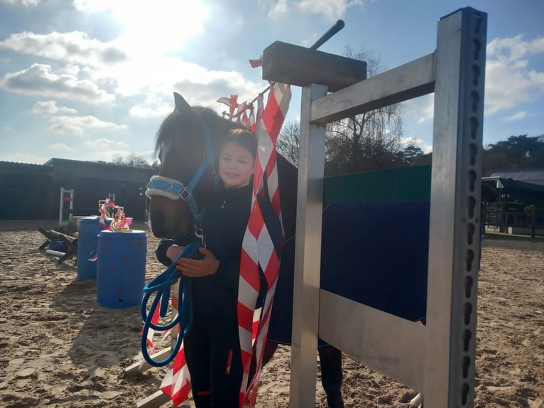 Deutsches Reitpony Wallach 10 Jahre 138 cm Brauner in Hambergen