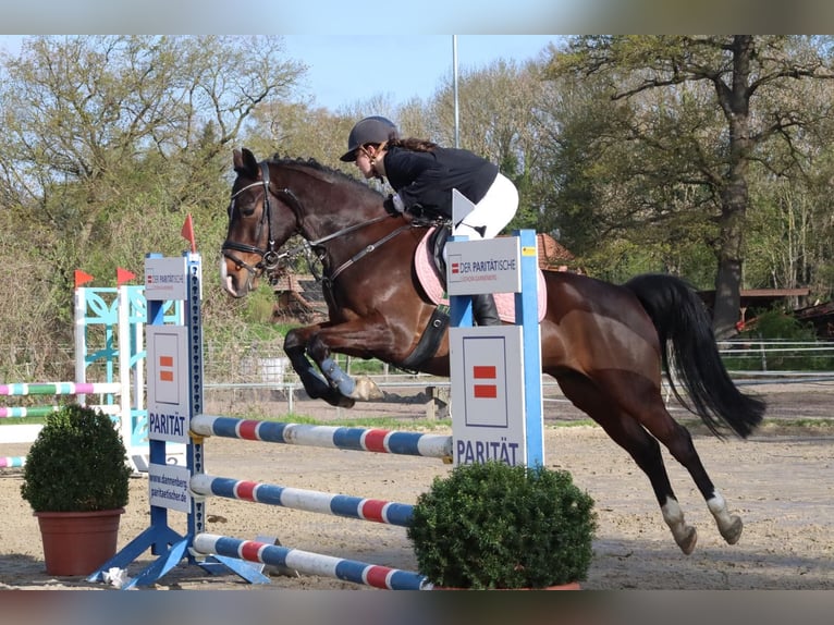 Deutsches Reitpony Wallach 10 Jahre 142 cm Brauner in Dannenberg (Elbe) Soven