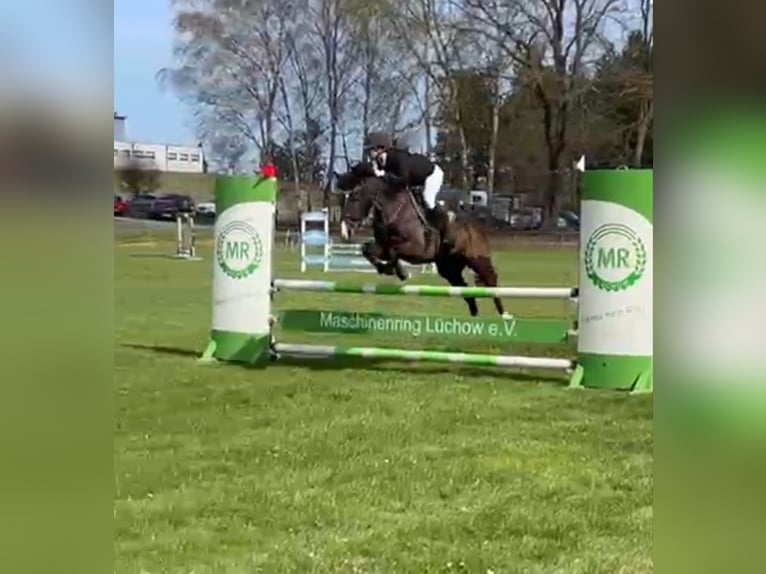 Deutsches Reitpony Wallach 10 Jahre 142 cm Brauner in Dannenberg (Elbe) Soven