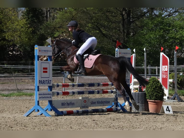 Deutsches Reitpony Wallach 10 Jahre 142 cm Brauner in Dannenberg (Elbe) Soven
