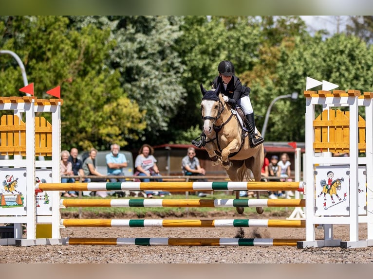 Deutsches Reitpony Wallach 10 Jahre 142 cm Dunalino in Vettweiß