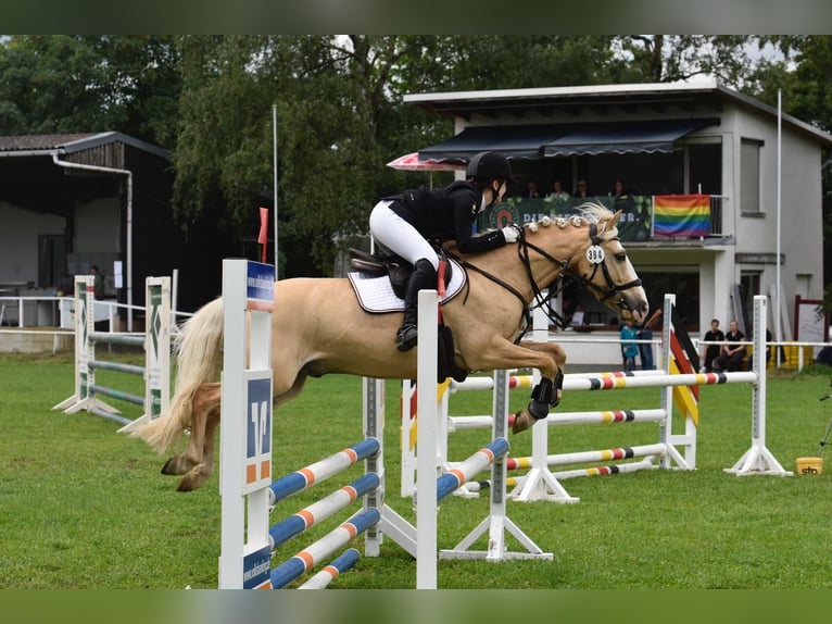 Deutsches Reitpony Wallach 10 Jahre 142 cm Dunalino in Vettweiß