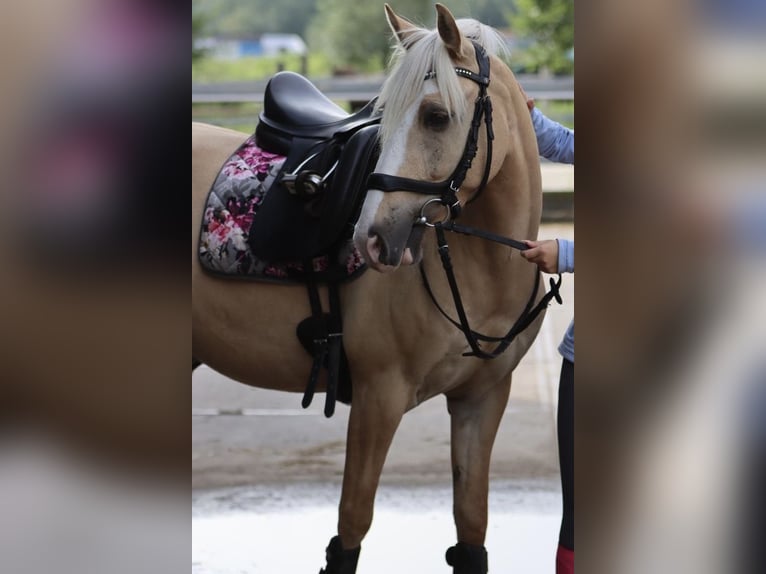 Deutsches Reitpony Wallach 10 Jahre 142 cm Dunalino in Vettweiß