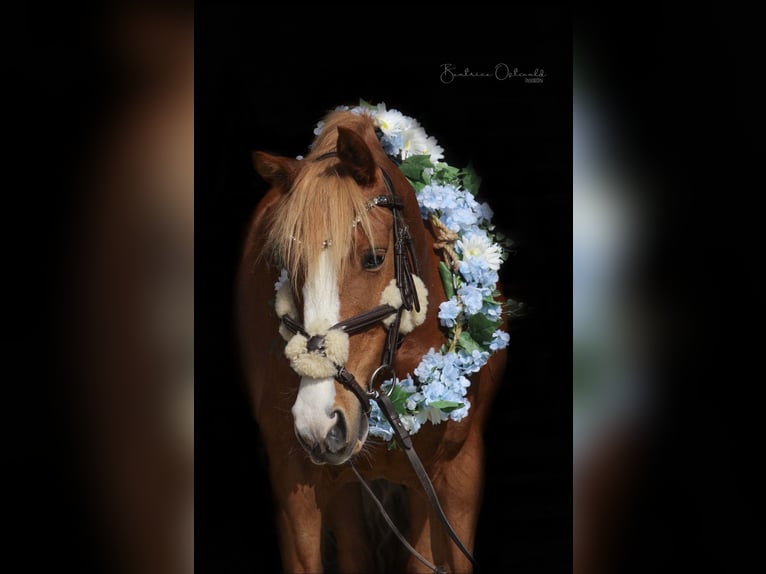 Deutsches Reitpony Wallach 10 Jahre 142 cm Fuchs in Abbenrode
