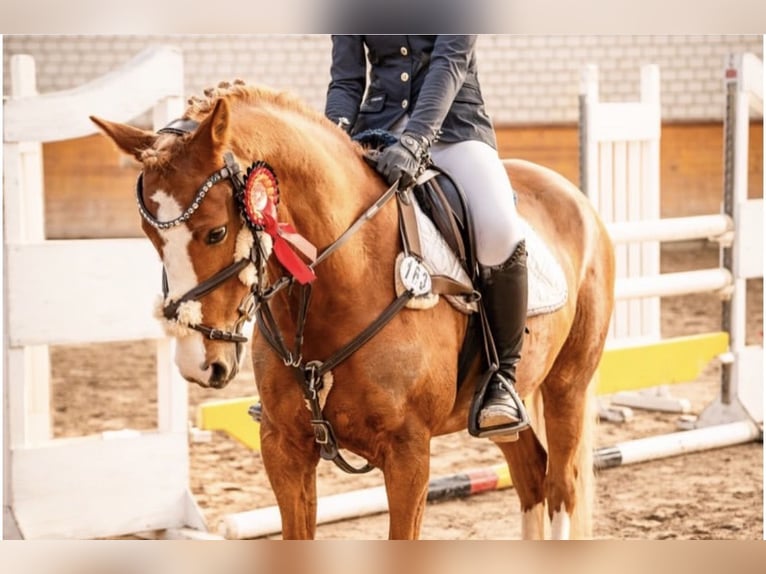 Deutsches Reitpony Wallach 10 Jahre 142 cm Fuchs in Abbenrode