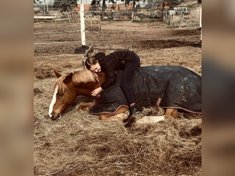 Deutsches Reitpony Wallach 10 Jahre 142 cm Fuchs in Abbenrode