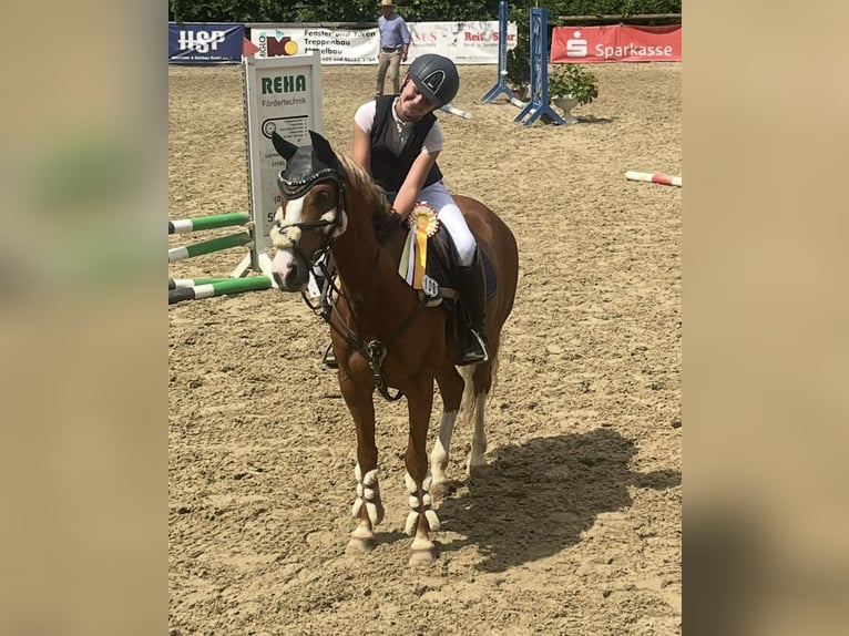 Deutsches Reitpony Wallach 10 Jahre 142 cm Fuchs in Abbenrode