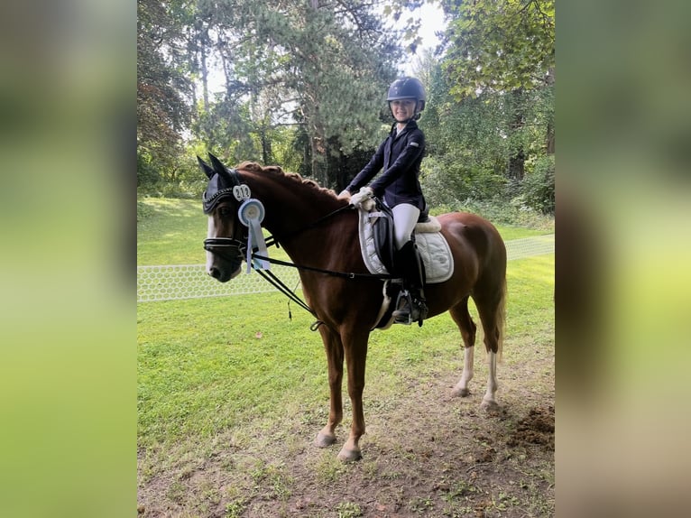 Deutsches Reitpony Wallach 10 Jahre 142 cm Fuchs in Abbenrode