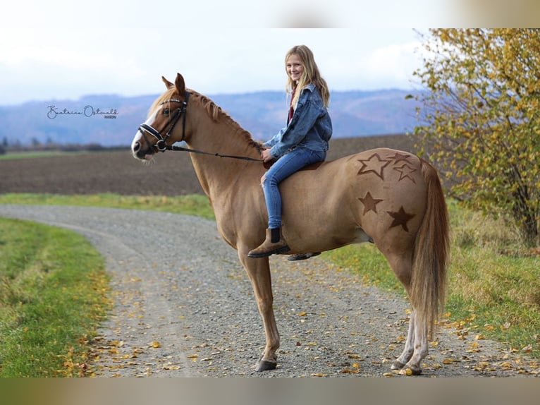 Deutsches Reitpony Wallach 10 Jahre 142 cm Fuchs in Abbenrode