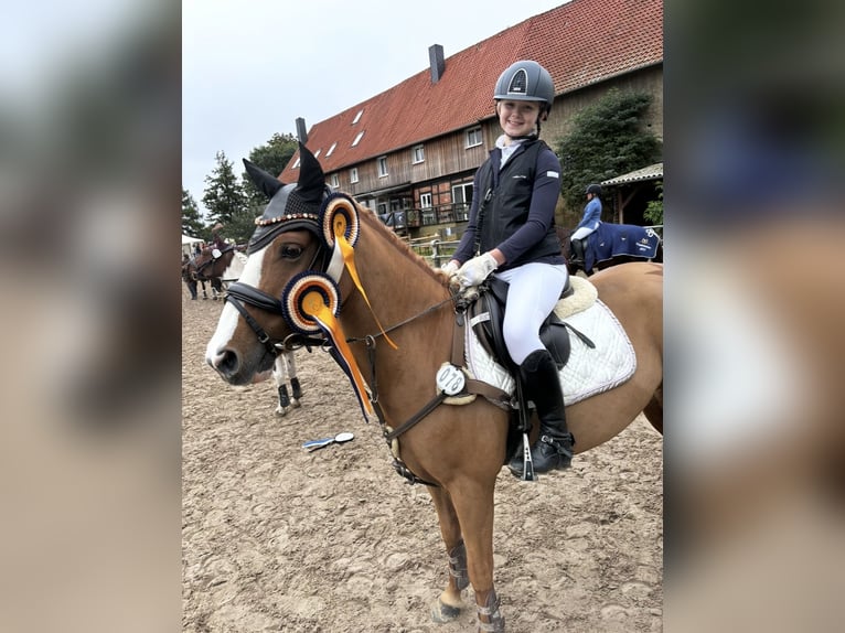 Deutsches Reitpony Wallach 10 Jahre 142 cm Fuchs in Abbenrode