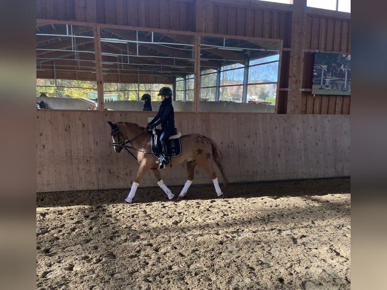 Deutsches Reitpony Wallach 10 Jahre 142 cm Fuchs in Abbenrode