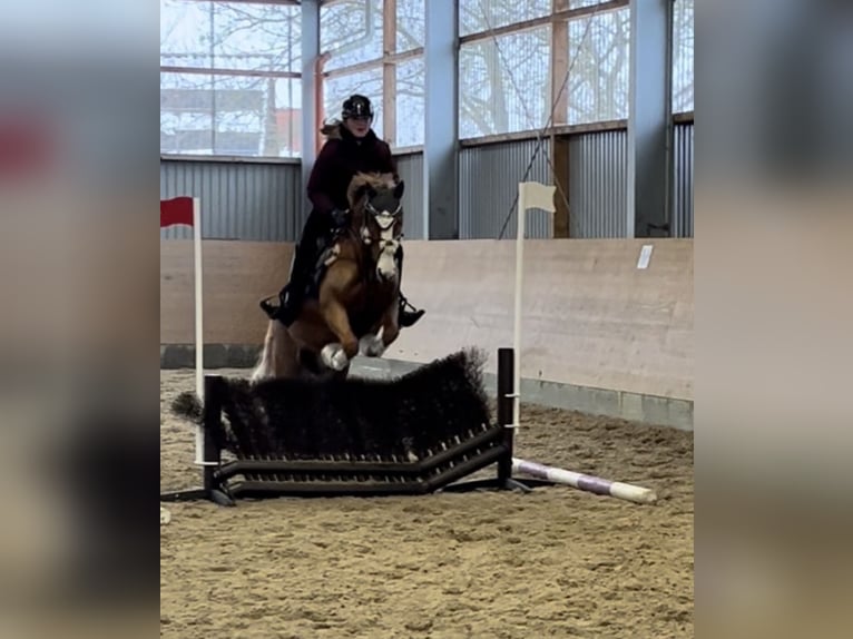 Deutsches Reitpony Wallach 10 Jahre 142 cm Fuchs in Abbenrode