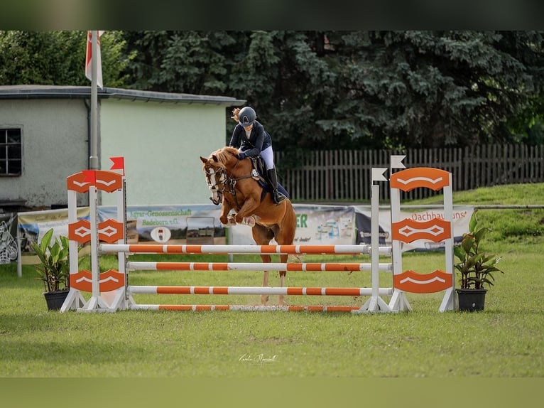 Deutsches Reitpony Wallach 10 Jahre 142 cm Fuchs in Abbenrode
