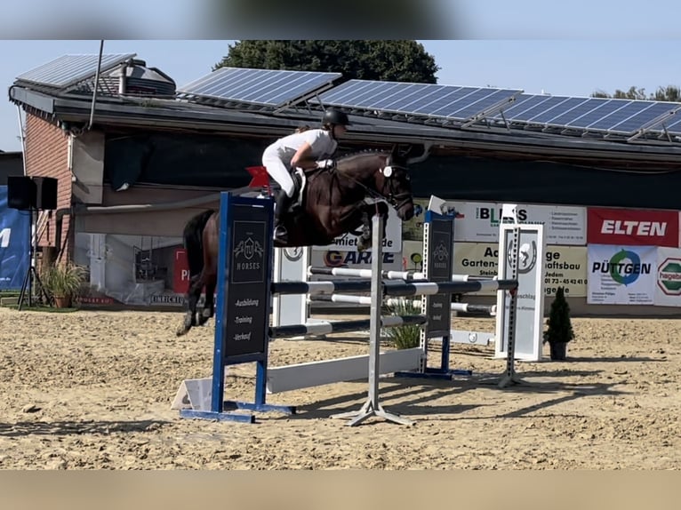 Deutsches Reitpony Wallach 10 Jahre 143 cm Brauner in Sonsbeck