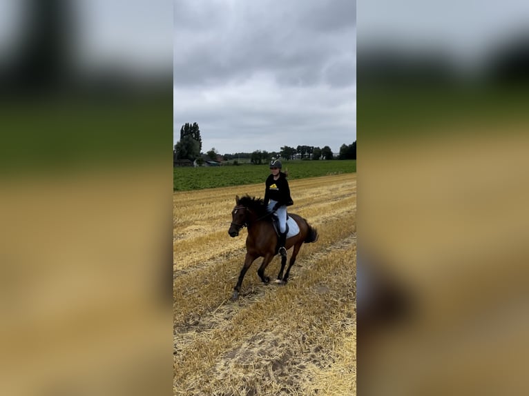 Deutsches Reitpony Wallach 10 Jahre 143 cm Brauner in Sonsbeck