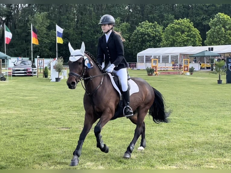 Deutsches Reitpony Wallach 10 Jahre 143 cm Brauner in Sonsbeck