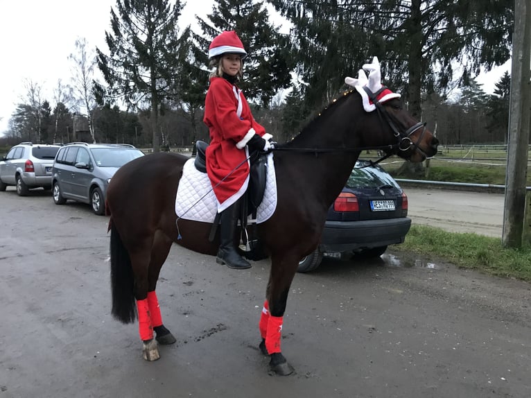 Deutsches Reitpony Wallach 10 Jahre 143 cm Brauner in Sonsbeck