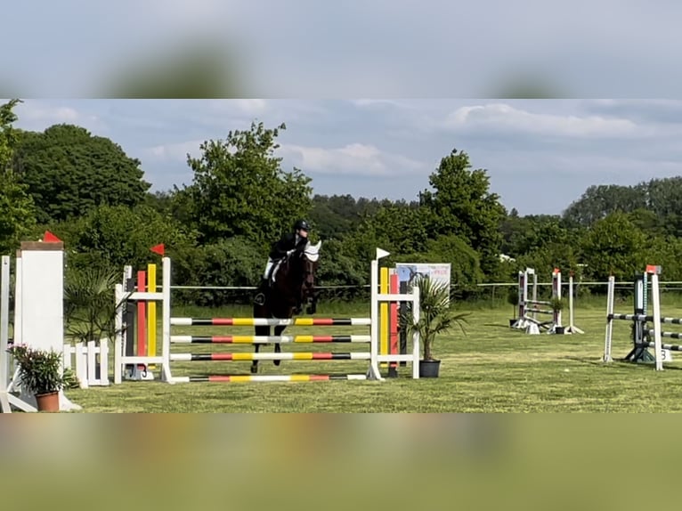 Deutsches Reitpony Wallach 10 Jahre 143 cm Brauner in Sonsbeck