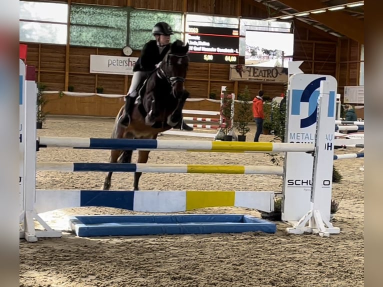 Deutsches Reitpony Wallach 10 Jahre 143 cm Brauner in Sonsbeck