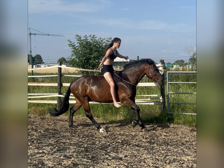 Deutsches Reitpony Wallach 10 Jahre 143 cm Brauner in Sonsbeck