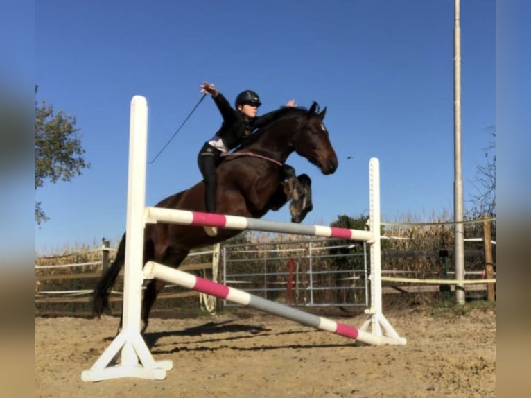 Deutsches Reitpony Wallach 10 Jahre 143 cm Brauner in Sonsbeck