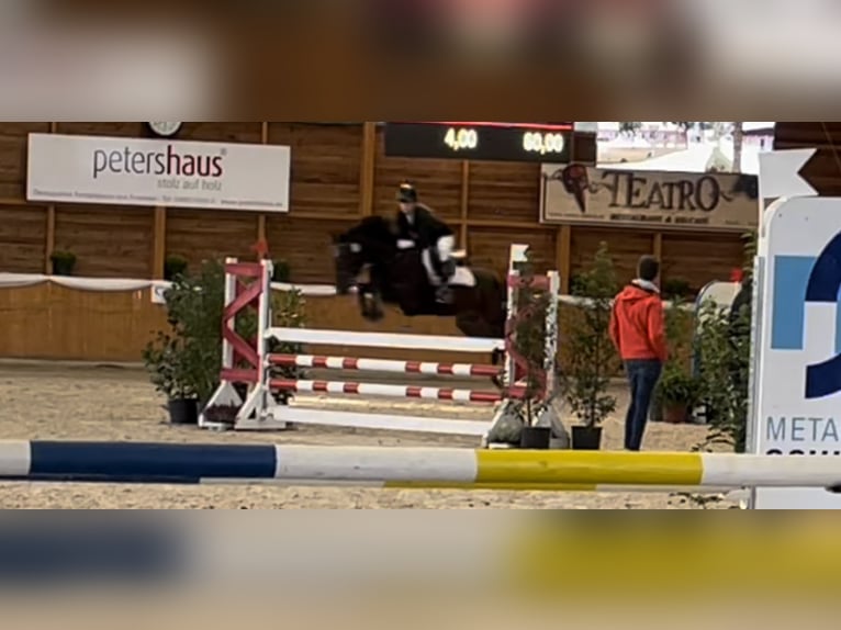 Deutsches Reitpony Wallach 10 Jahre 143 cm Brauner in Sonsbeck