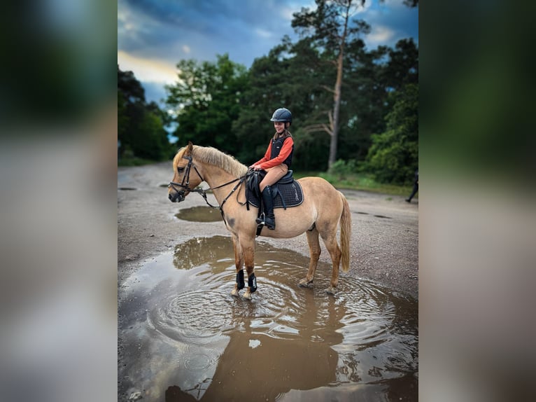 Deutsches Reitpony Wallach 10 Jahre 143 cm Falbe in Cröchern