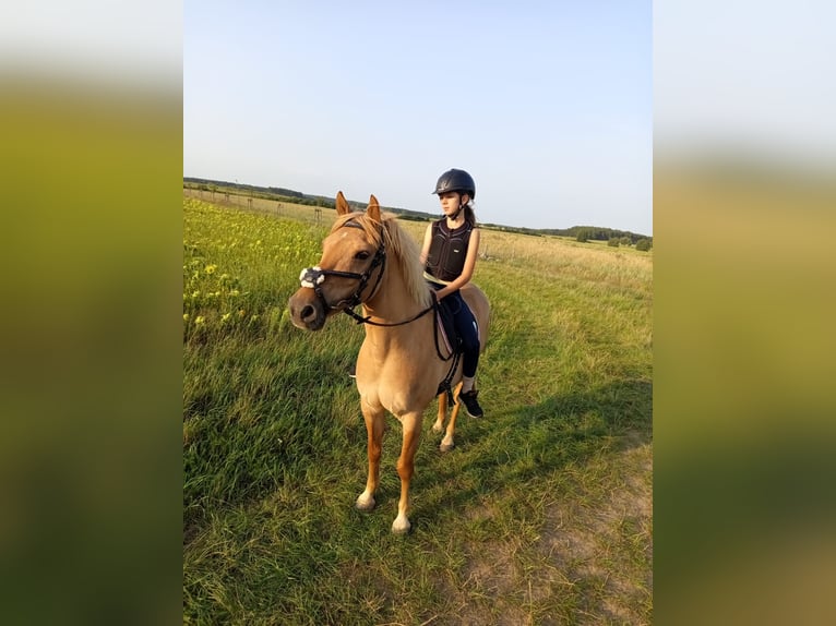 Deutsches Reitpony Wallach 10 Jahre 143 cm Falbe in Cröchern