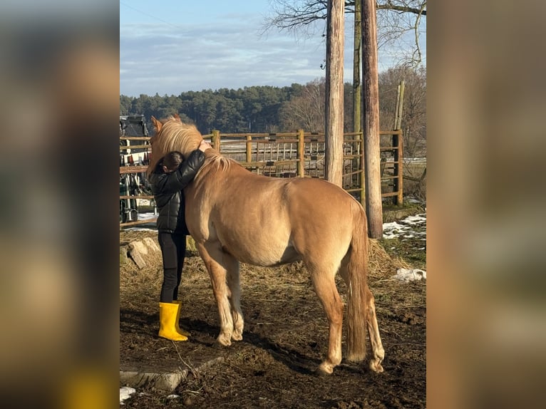 Deutsches Reitpony Wallach 10 Jahre 143 cm Falbe in Cröchern
