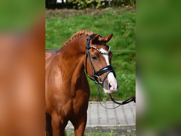 Deutsches Reitpony Wallach 10 Jahre 143 cm Fuchs in F&#xFC;rstenau