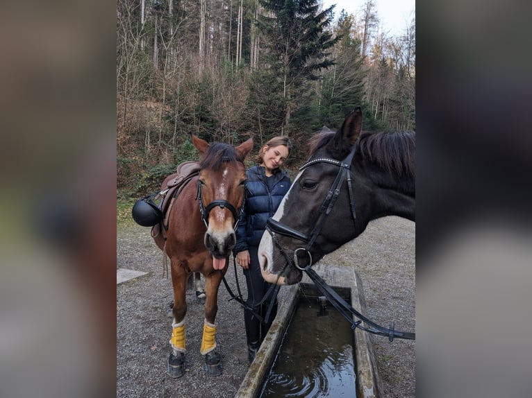 Deutsches Reitpony Mix Wallach 10 Jahre 144 cm Brauner in Freiburg im Breisgau