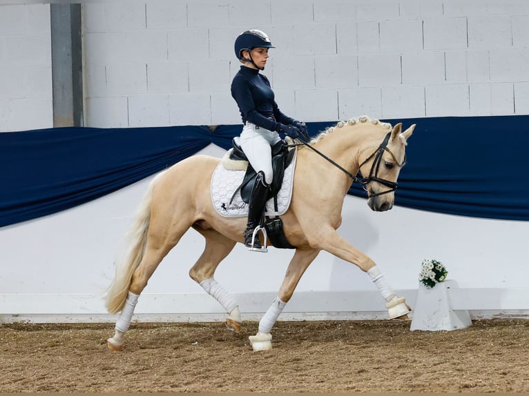 Deutsches Reitpony Wallach 10 Jahre 144 cm Palomino in Marsberg