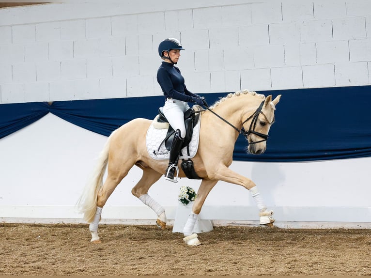 Deutsches Reitpony Wallach 10 Jahre 144 cm Palomino in Marsberg