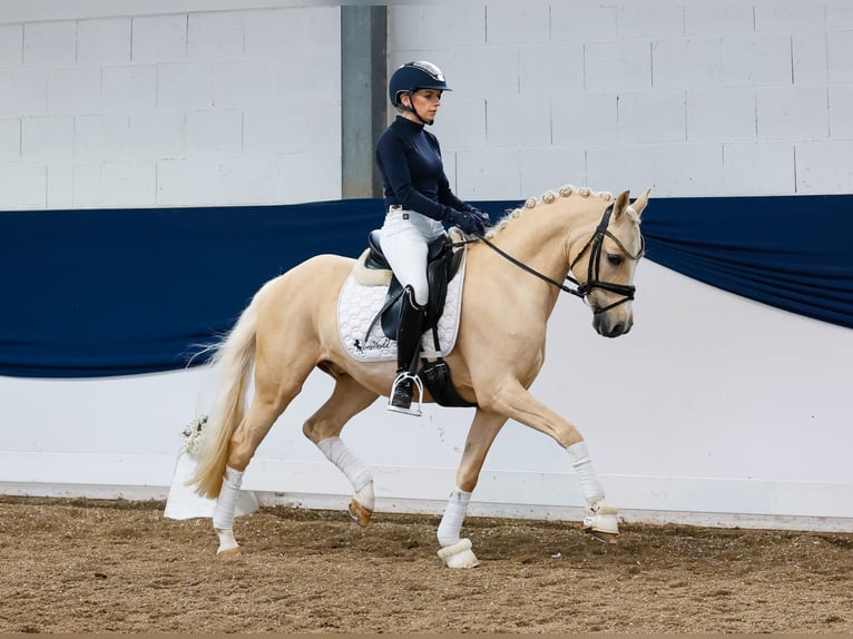 Deutsches Reitpony Wallach 10 Jahre 144 cm Palomino in Marsberg