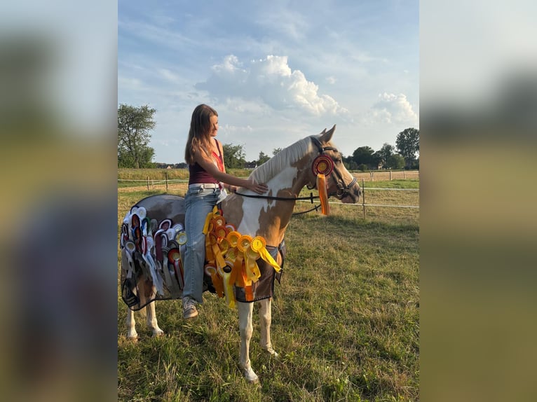 Deutsches Reitpony Wallach 10 Jahre 144 cm Palomino in Paderborn