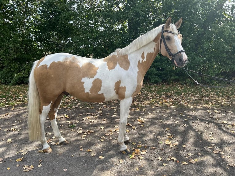 Deutsches Reitpony Wallach 10 Jahre 144 cm Palomino in Paderborn