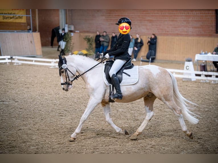 Deutsches Reitpony Wallach 10 Jahre 144 cm Palomino in Paderborn