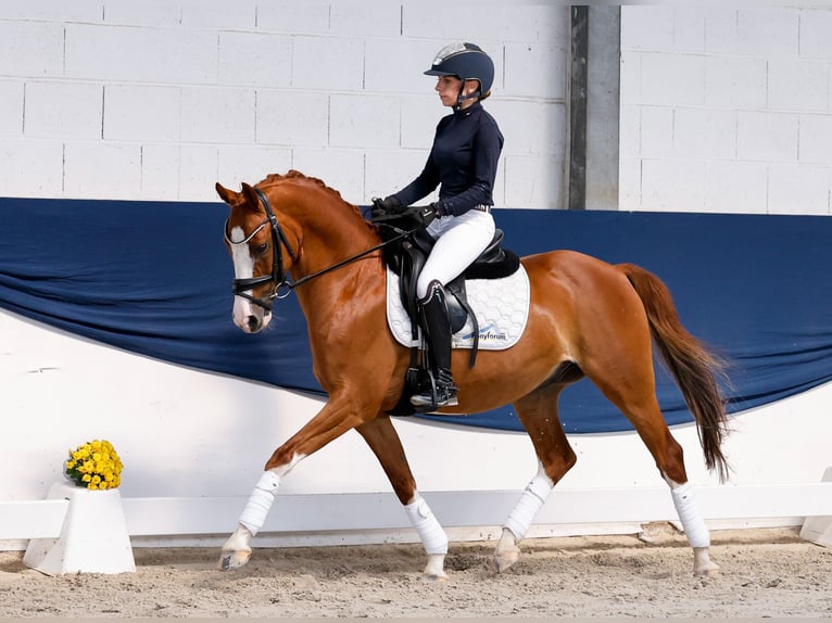 Deutsches Reitpony Wallach 10 Jahre 145 cm Dunkelfuchs in Marsberg