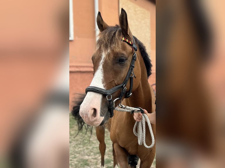 Deutsches Reitpony Wallach 10 Jahre 145 cm Falbe in Dobersdorf