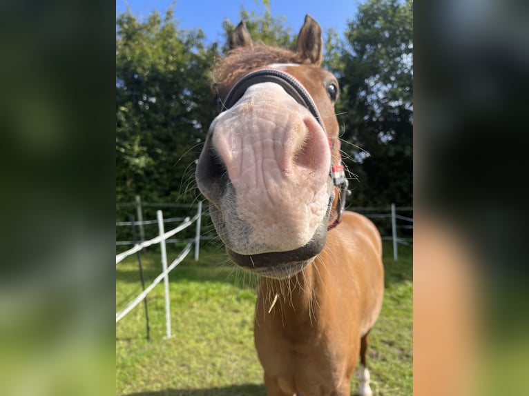 Deutsches Reitpony Wallach 10 Jahre 145 cm Falbe in Dobersdorf