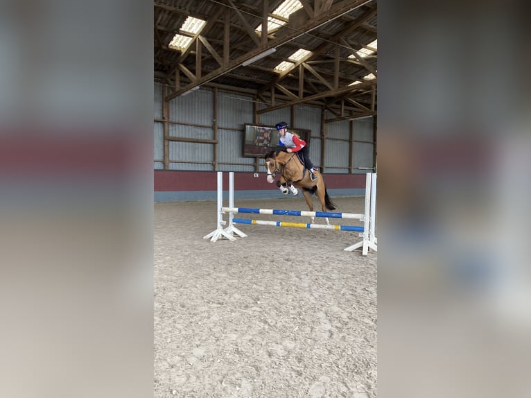 Deutsches Reitpony Wallach 10 Jahre 145 cm Falbe in Dobersdorf