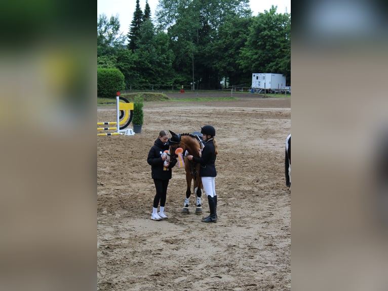 Deutsches Reitpony Wallach 10 Jahre 145 cm Falbe in Dobersdorf
