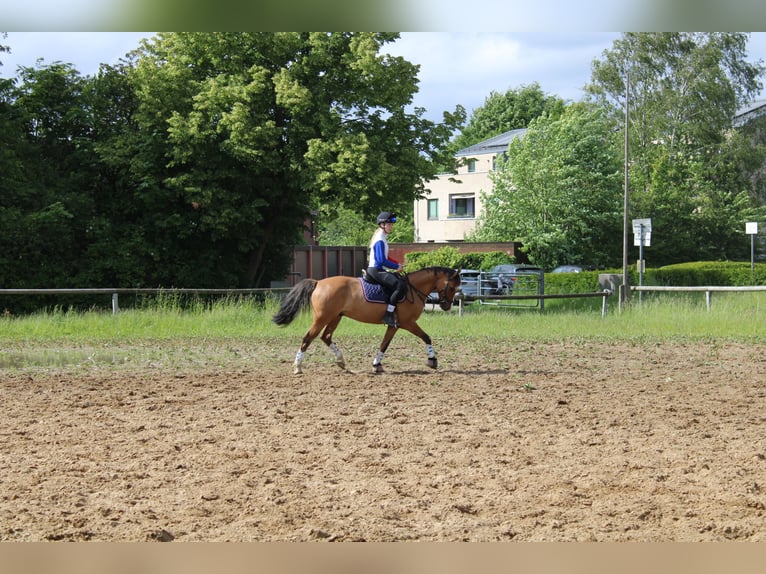 Deutsches Reitpony Wallach 10 Jahre 145 cm Falbe in Dobersdorf