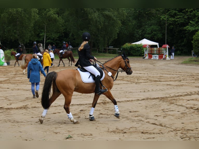 Deutsches Reitpony Wallach 10 Jahre 145 cm Falbe in Dobersdorf