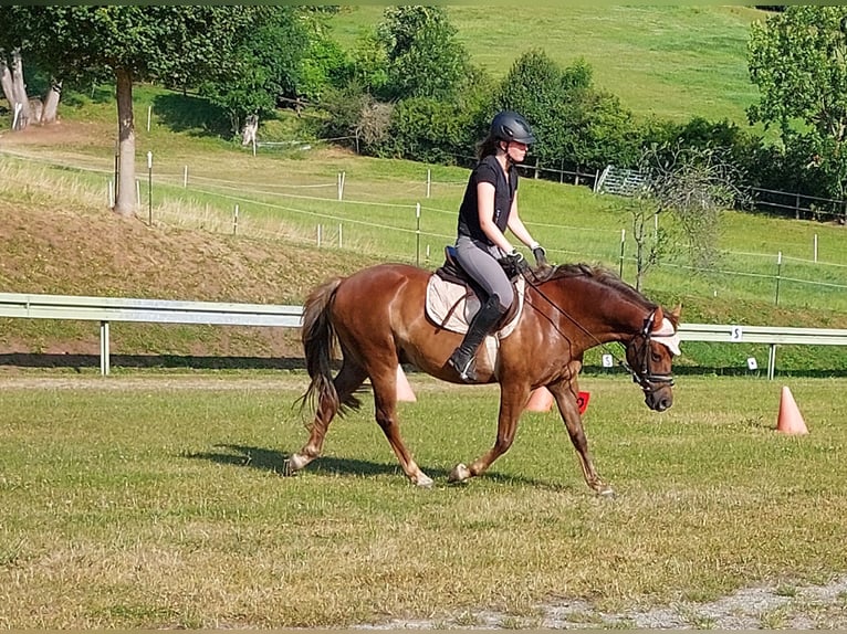 Deutsches Reitpony Wallach 10 Jahre 145 cm Fuchs in Landolfshausen OT Mackenrode
