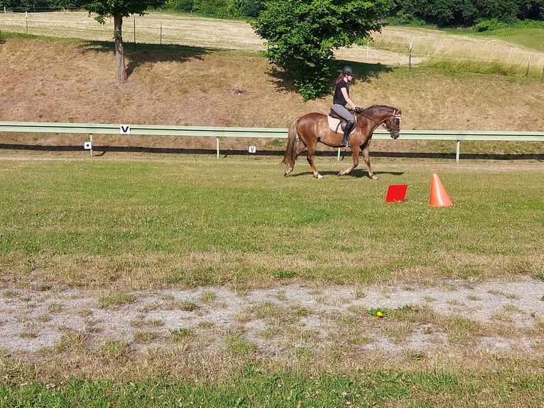 Deutsches Reitpony Wallach 10 Jahre 145 cm Fuchs in Landolfshausen OT Mackenrode