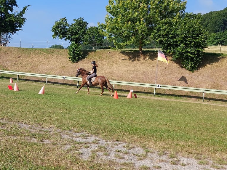 Deutsches Reitpony Wallach 10 Jahre 145 cm Fuchs in Landolfshausen OT Mackenrode