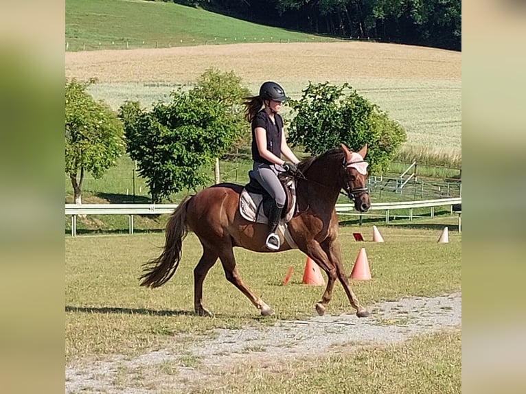 Deutsches Reitpony Wallach 10 Jahre 145 cm Fuchs in Landolfshausen OT Mackenrode