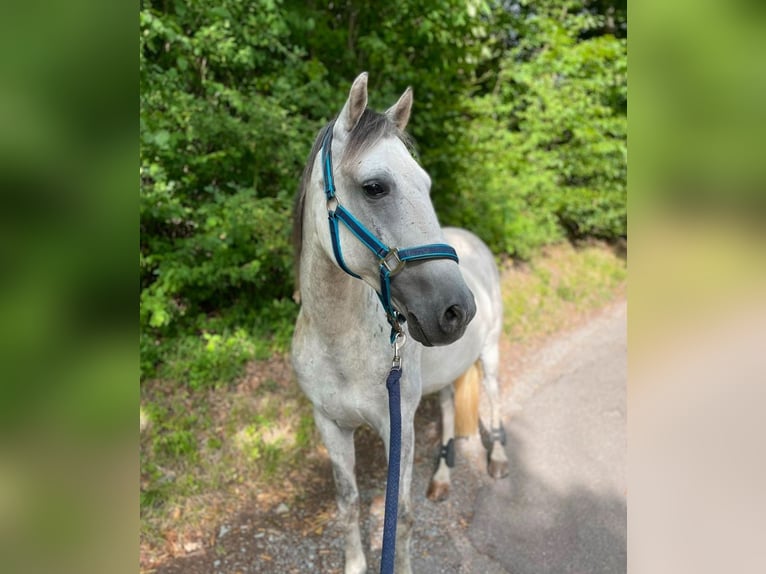 Deutsches Reitpony Mix Wallach 10 Jahre 146 cm Blauschimmel in Murrhardt